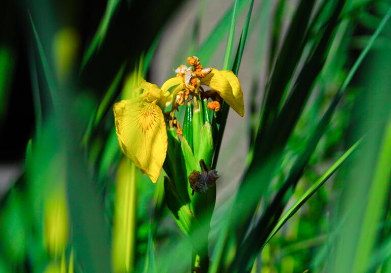 Close up image of yellow flower petals against a green grass blades