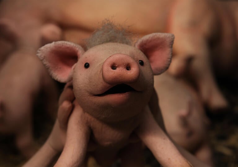 A baby piglet looks up from a bundle of other piglets.