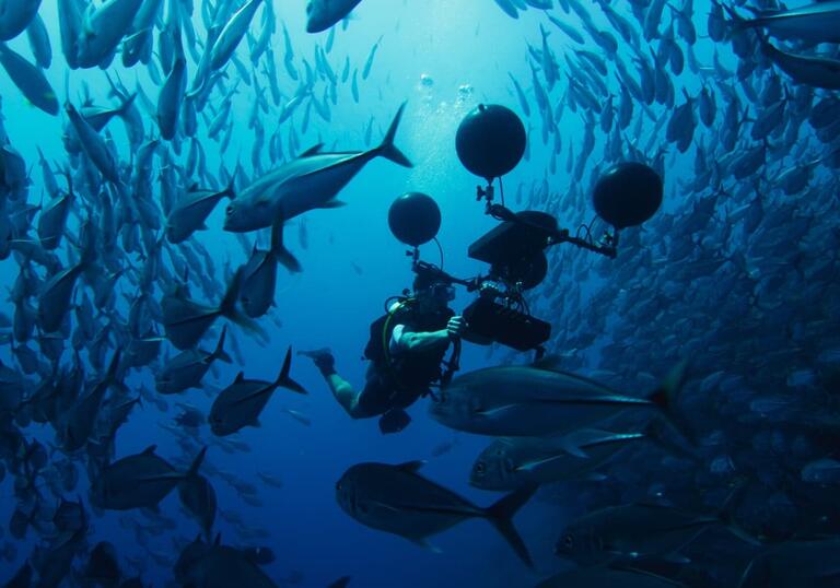 A man swims in scuba gear surrounded by fish in the blue ocean.