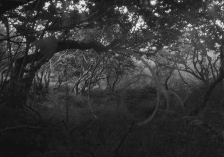 Black and white image of a forest on the Isle of Mull