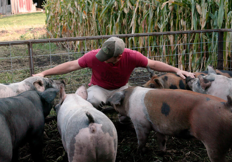 A man gathers a cows in a field.