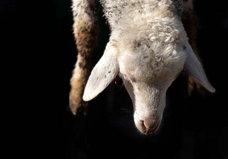 A close up shot of a sheep's head against a black background. There is a small drop of blood dripping from the sheep's ear.