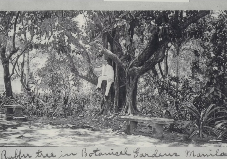 A black and white photograph of a man sitting in a rubber tree, wearing white