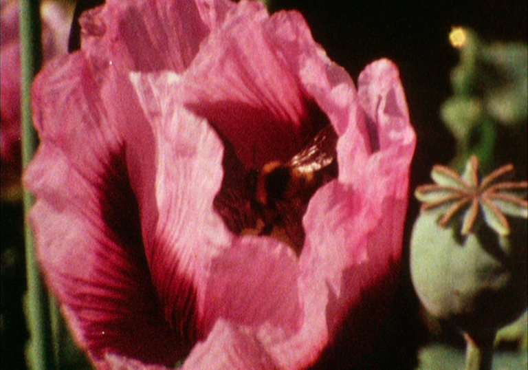 A poppy blooms in a garden.