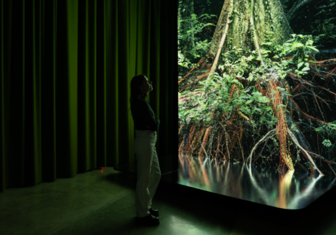 A figure stands in front of a talk screen projecting the image of the base of a large tree.