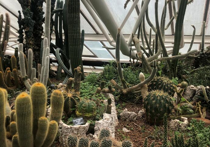 A collection of cacti and other plants from the arid house