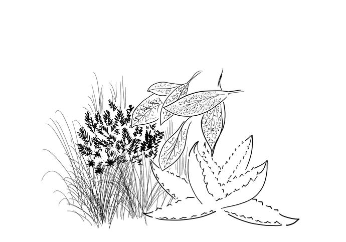 A sketch of leaves and grass of different textures