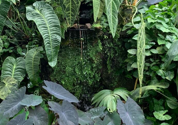 A close up of template plants from the Conservatory