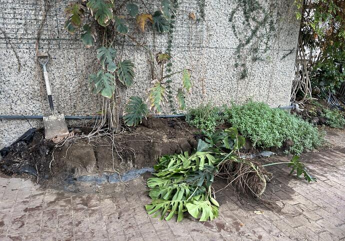 A close up of some overgrown plants in the Conservatory