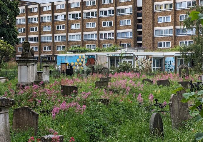 An overgrown graveyard with pink flowers in front of a block of flats.