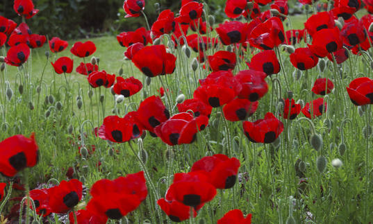 WWI poppies