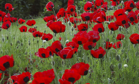 WWI Learning project poppies