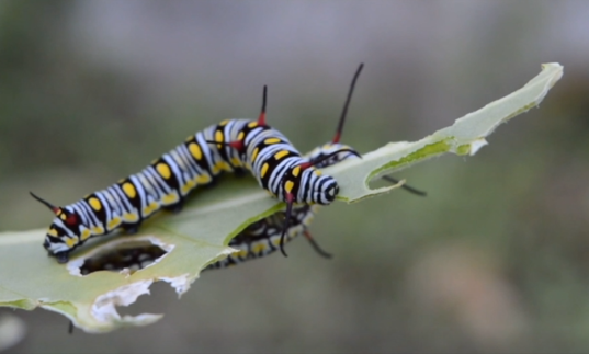 a little caterpillar on a leaf