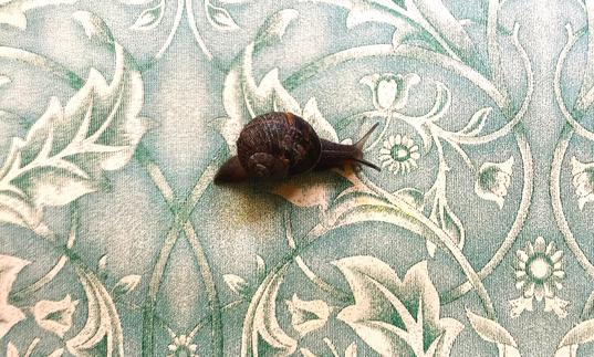 snail on William Morris wallpaper