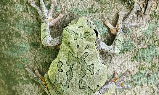 Photo of a frog on a tree trunk