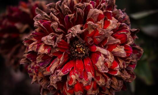 Close up photo of a dying red flower