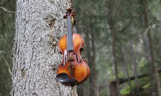 A violin hangs from a tree trunk