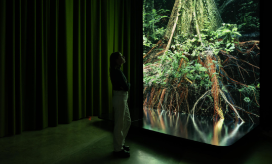 A figure stands in front of a talk screen projecting the image of the base of a large tree.
