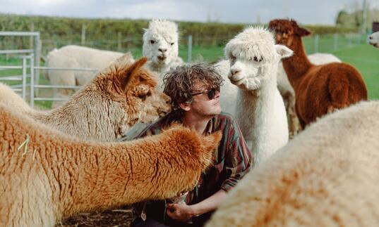 Bill Ryder-Jones sits surrounded by alpacas