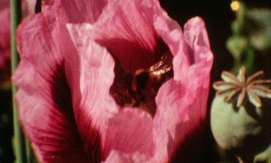 A poppy blooms in a garden. 