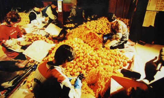 women picking red persimmons 